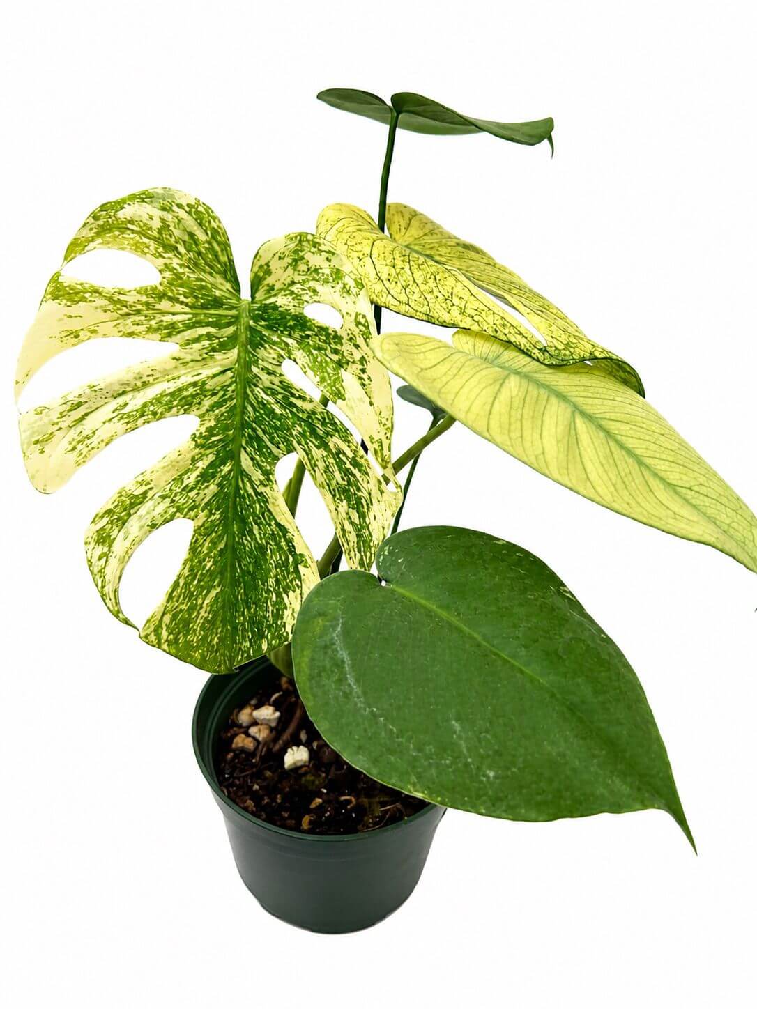 Monstera mint 6”