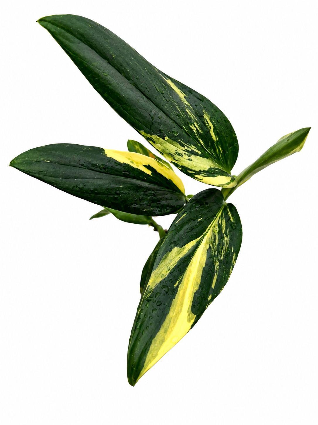 Monstera stendleyana Aurea 4”