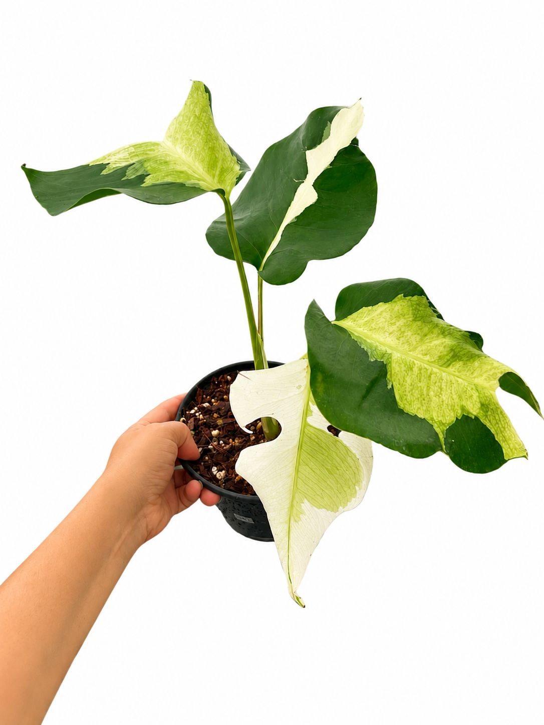 Monstera white lava #2