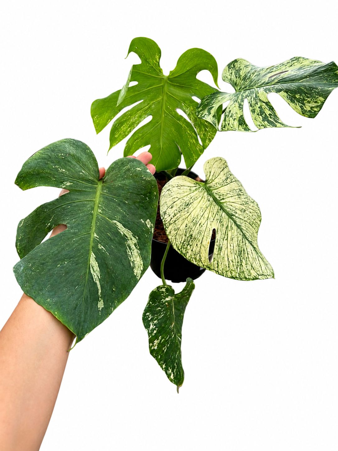 Monstera white monster 6”
