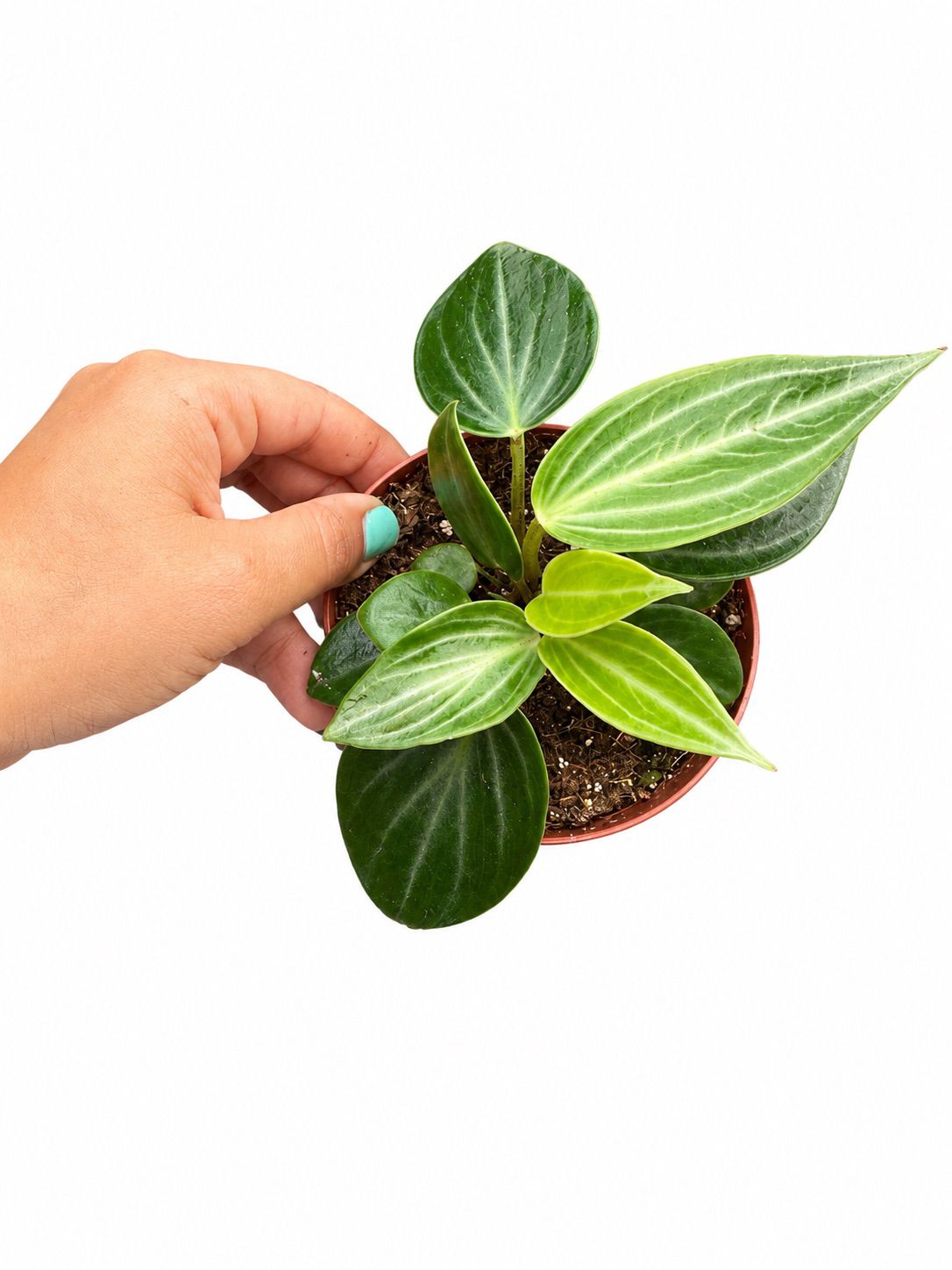 Pepperonia maculosa 4”