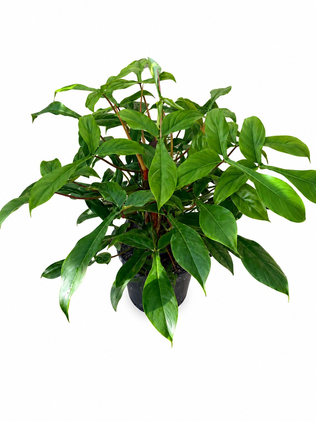 Philodendron 69686 1GL