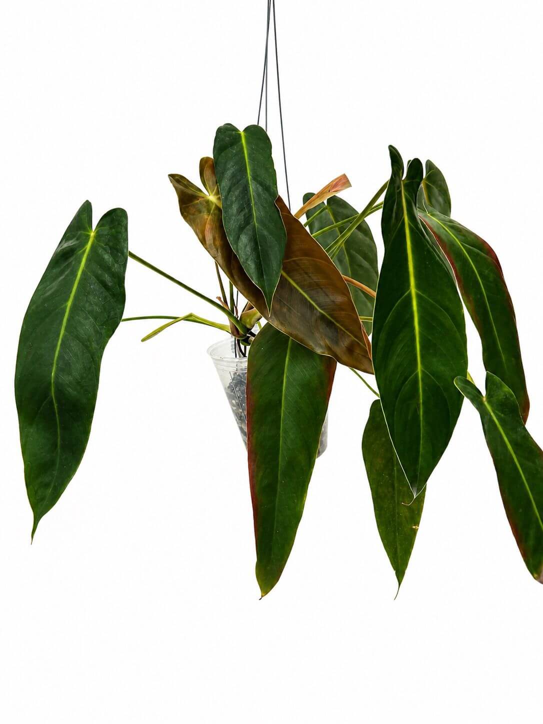 Philodendron Amazon spirit 5”