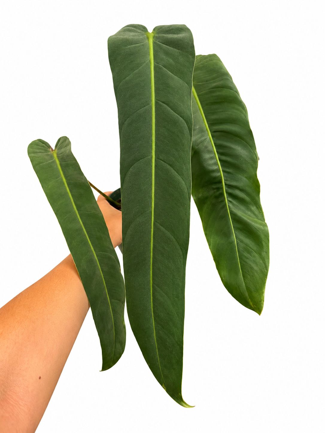 Philodendron Amazon spirit big one 8”