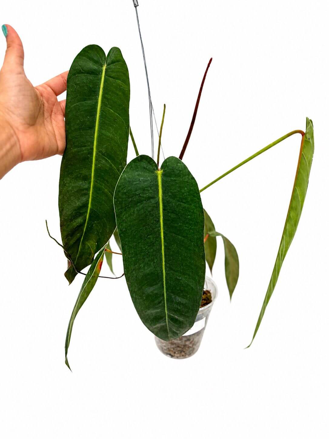 Philodendron Amazon spirit small 5”