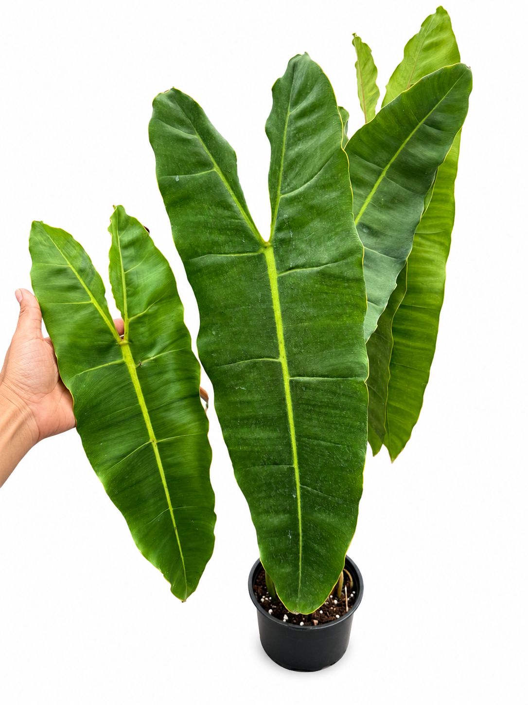 Philodendron Billitae 6”
