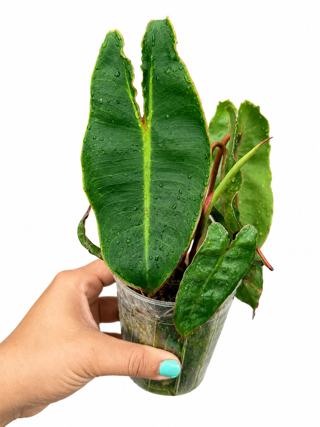 Philodendron Billitae Croat 4”