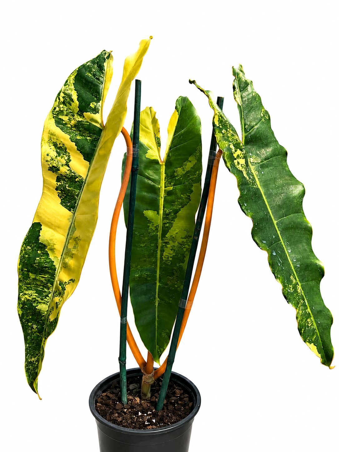 Philodendron Billitae variegated 6”