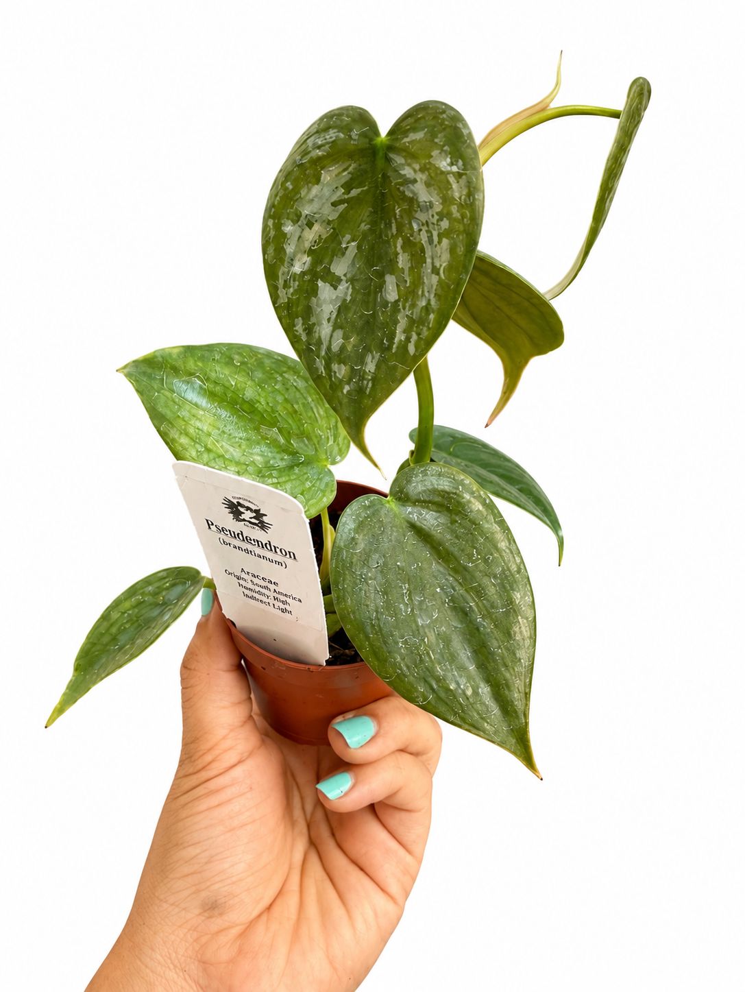 Philodendron Brandi 3”
