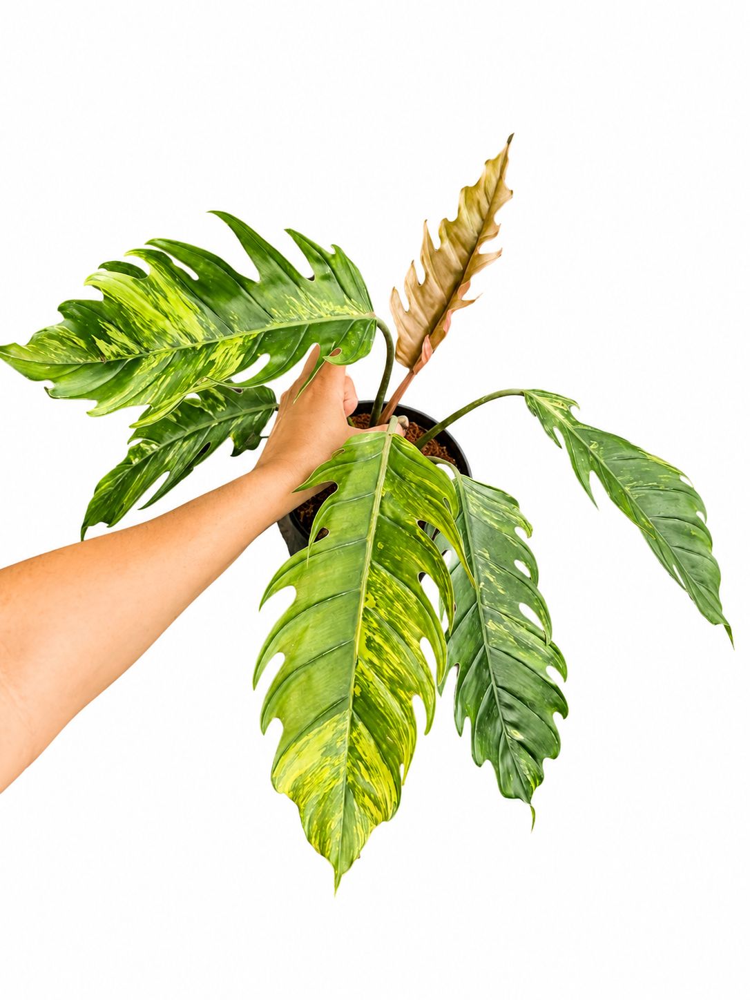 Philodendron Caramel marble