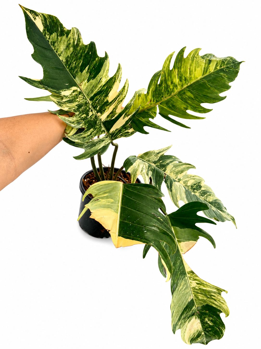 Philodendron Caramel marble 1GL
