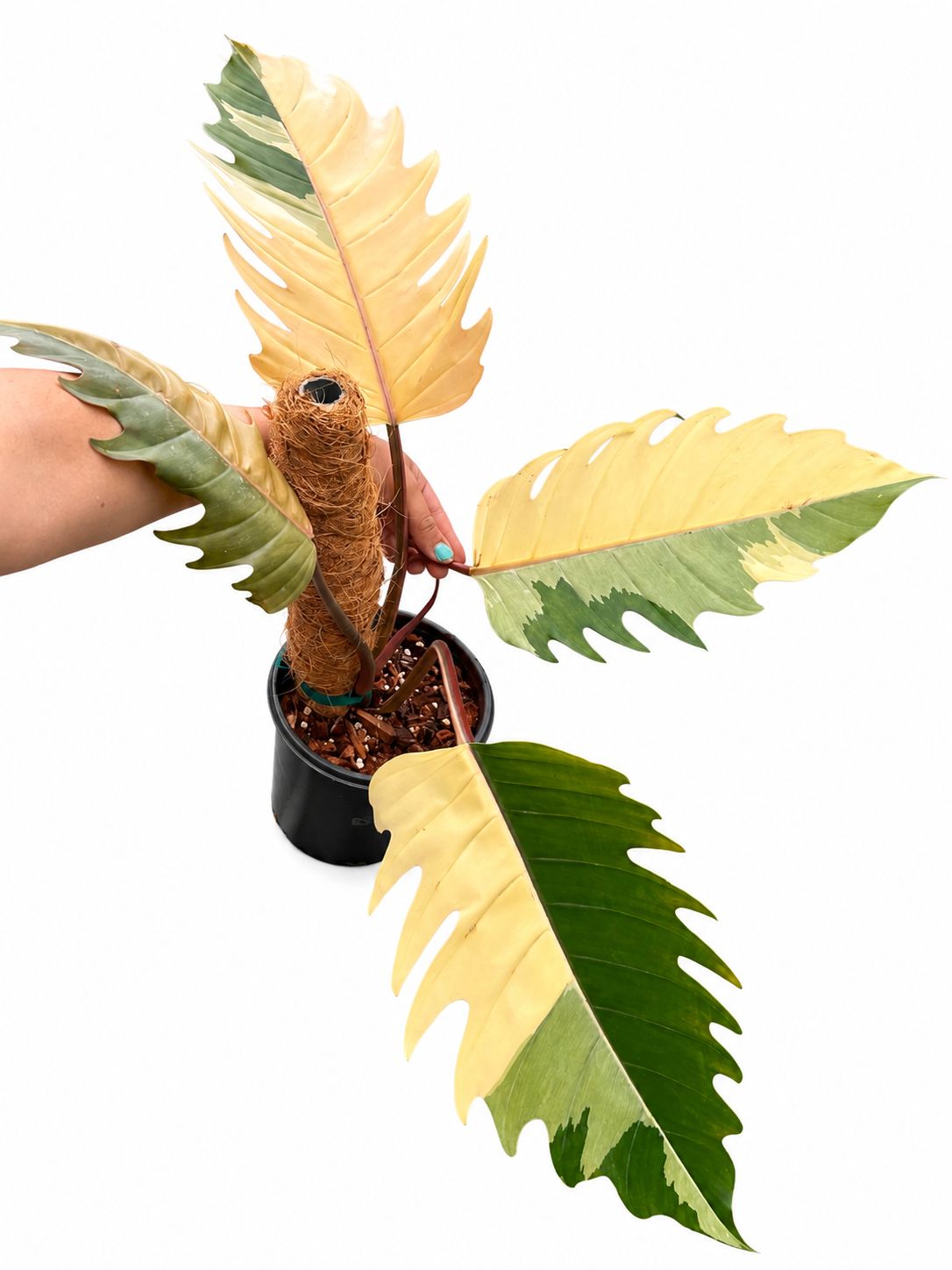 Philodendron Caramel marble 1GL