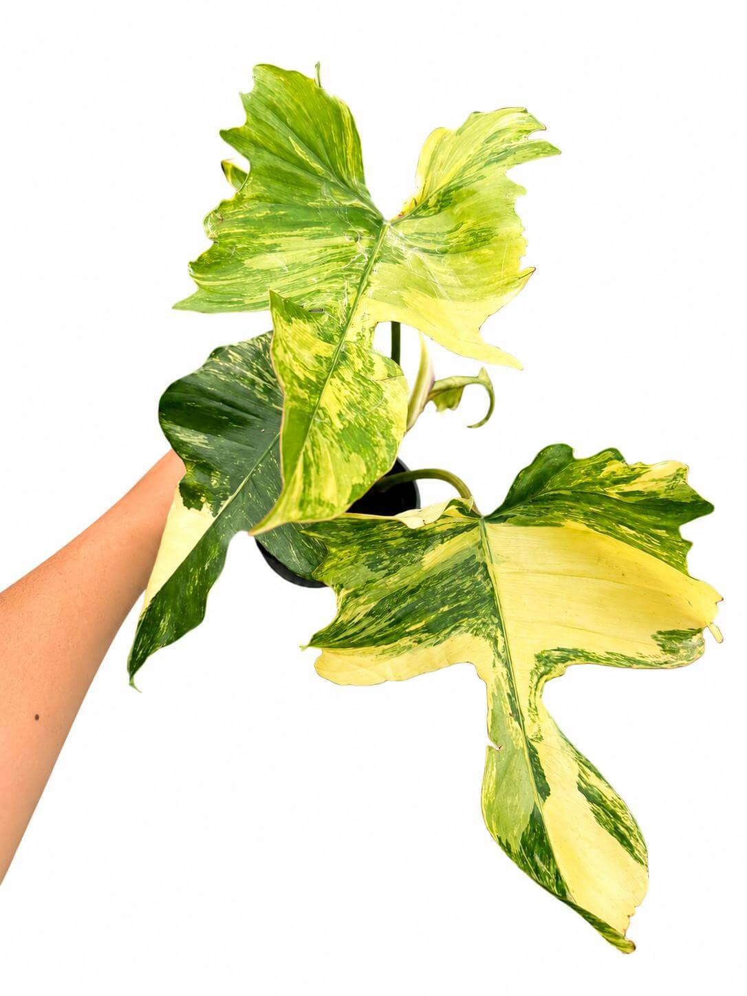 Philodendron Florida beauty x Mayoi 5”