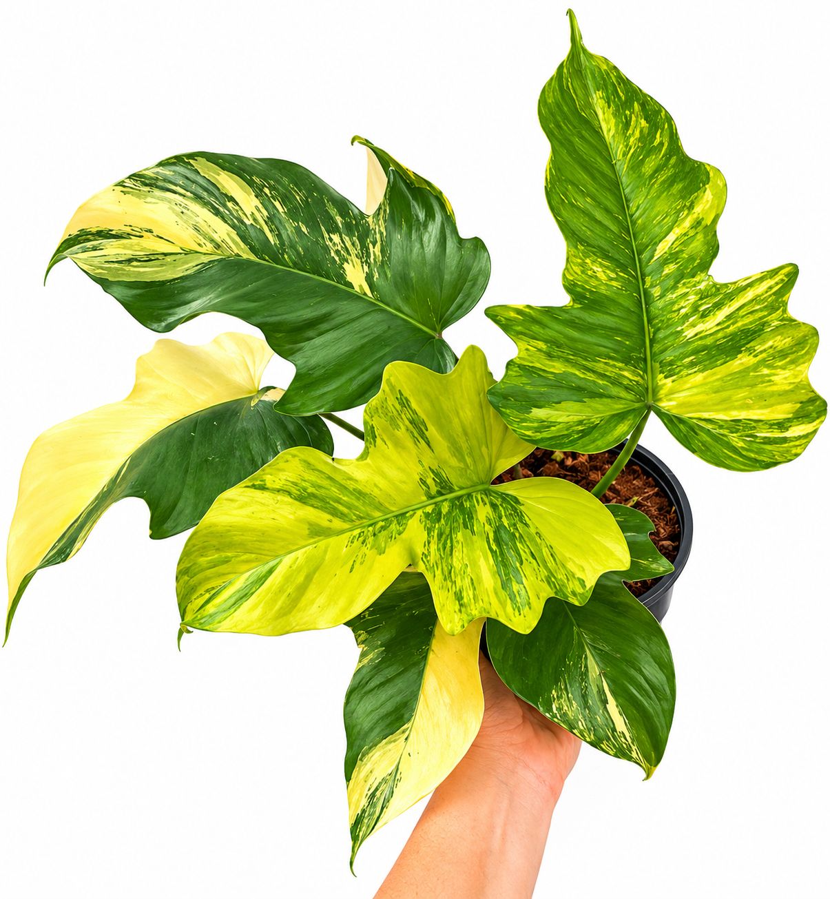 Philodendron Florida beauty x mayoi 6”