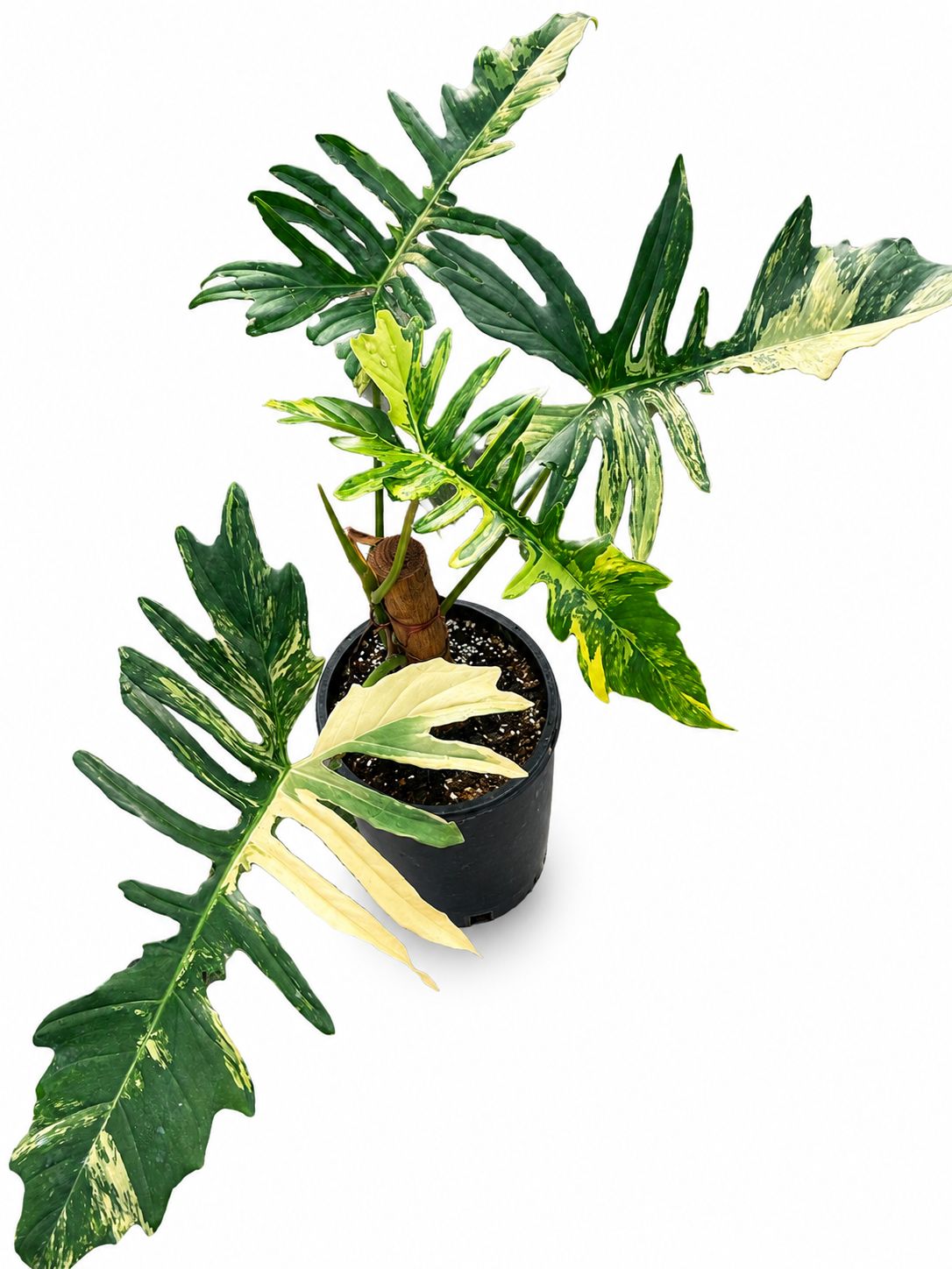 Philodendron Florida beauty x mayoi 6”