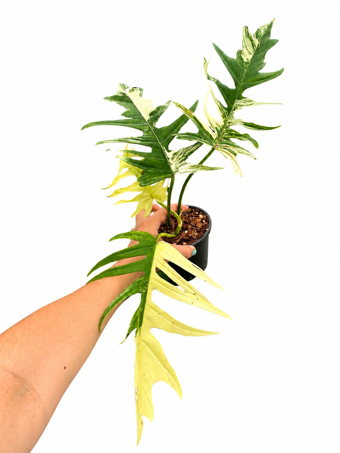 Philodendron Florida beauty x tortum 5”