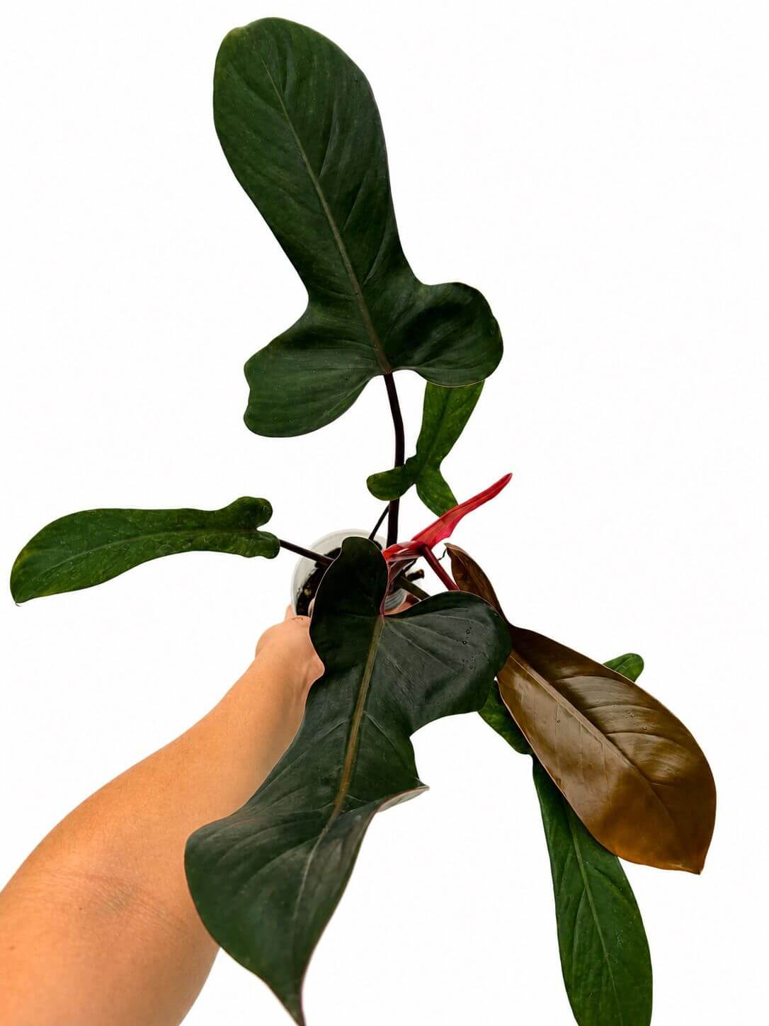 Philodendron Florida bronce 4”