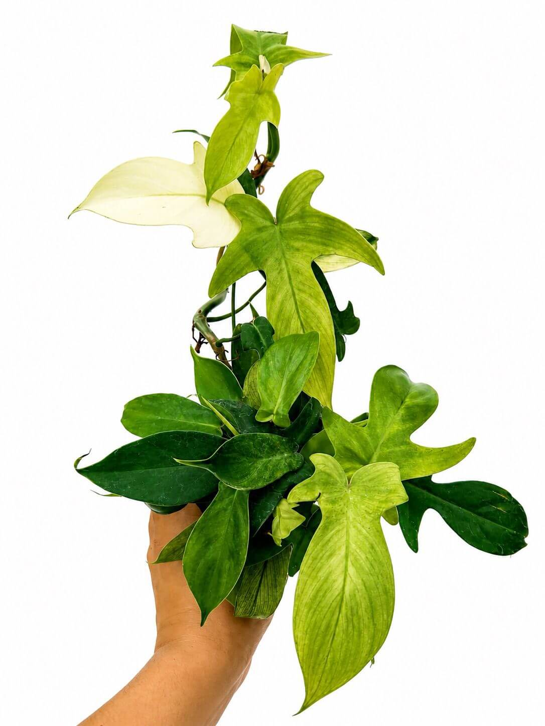 Philodendron Florida ghost 4”