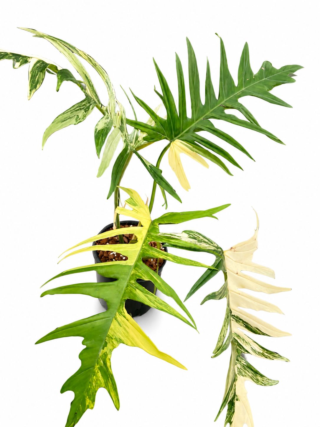 Philodendron Florida tortum 1GL