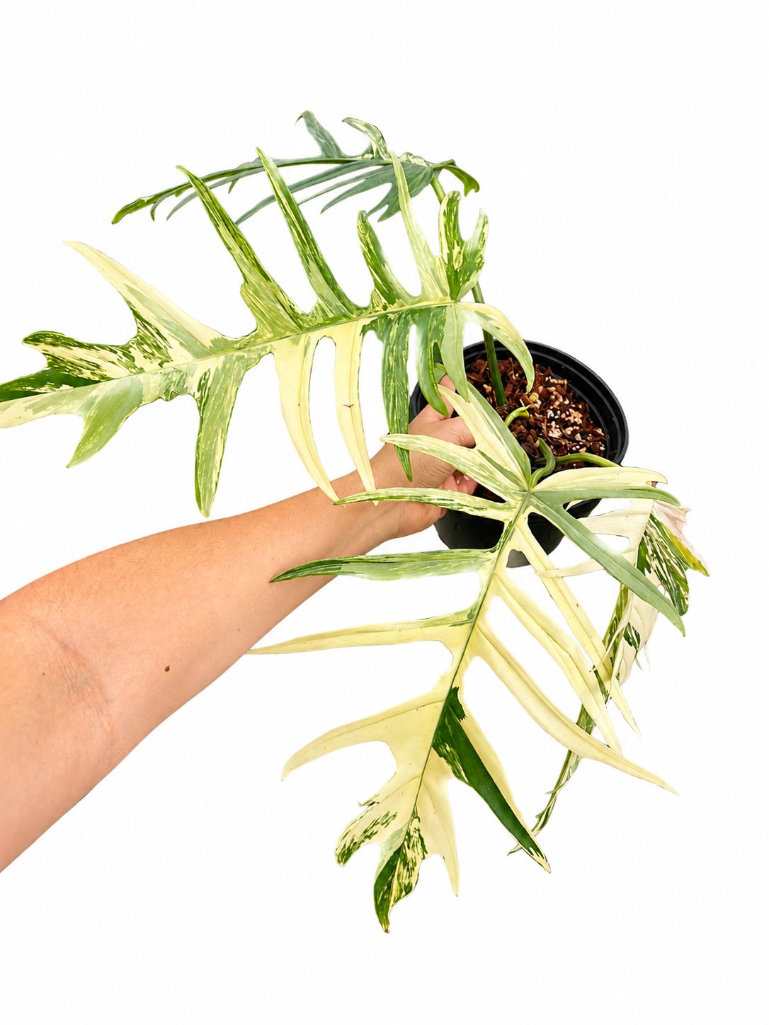 Philodendron Florida tortum 4”