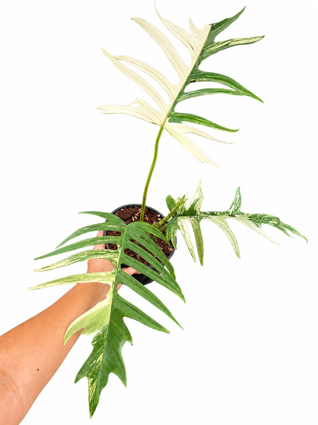 Philodendron Florida tortum 4”