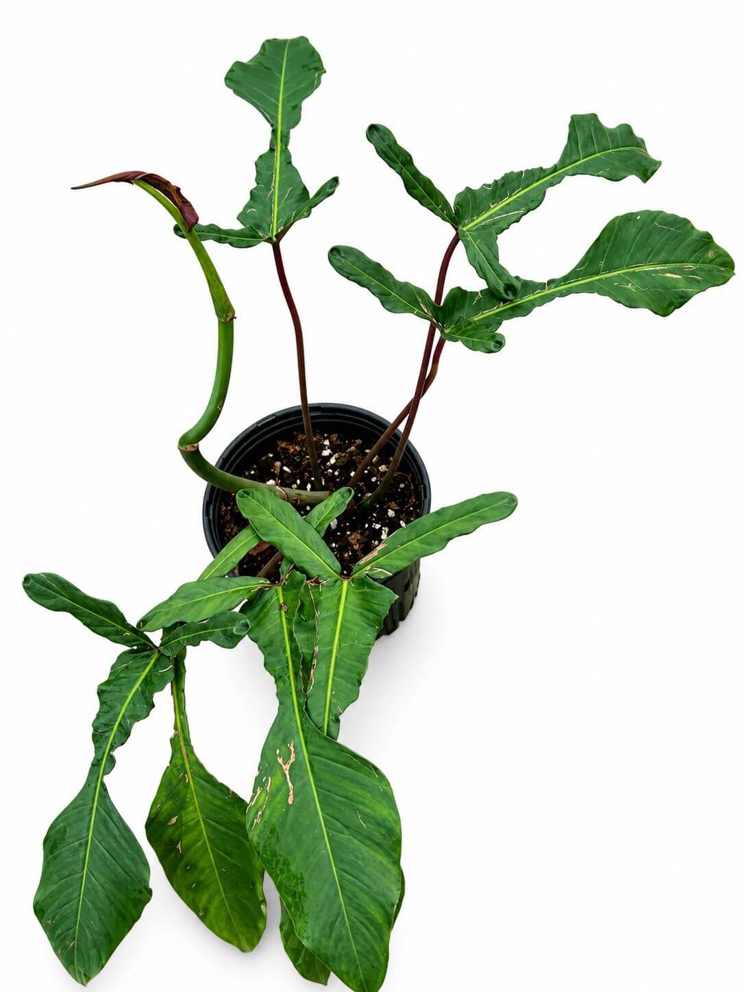 Philodendron Joepi 1GL
