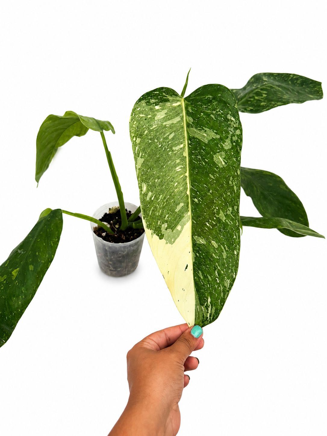 Philodendron Jose Buono 5”