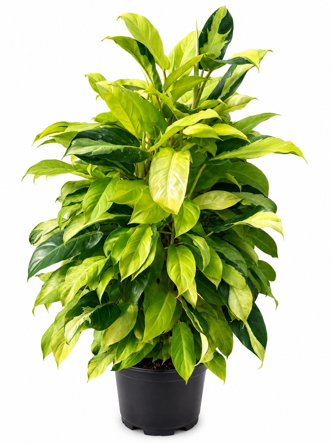 Philodendron Thai sunrise 1GL