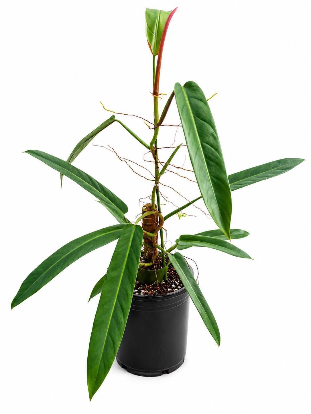 Philodendron bicolor 1GL