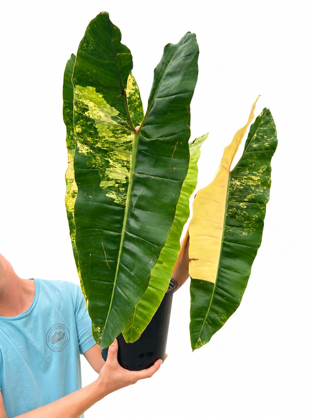 Philodendron billitae 1GL exactly one