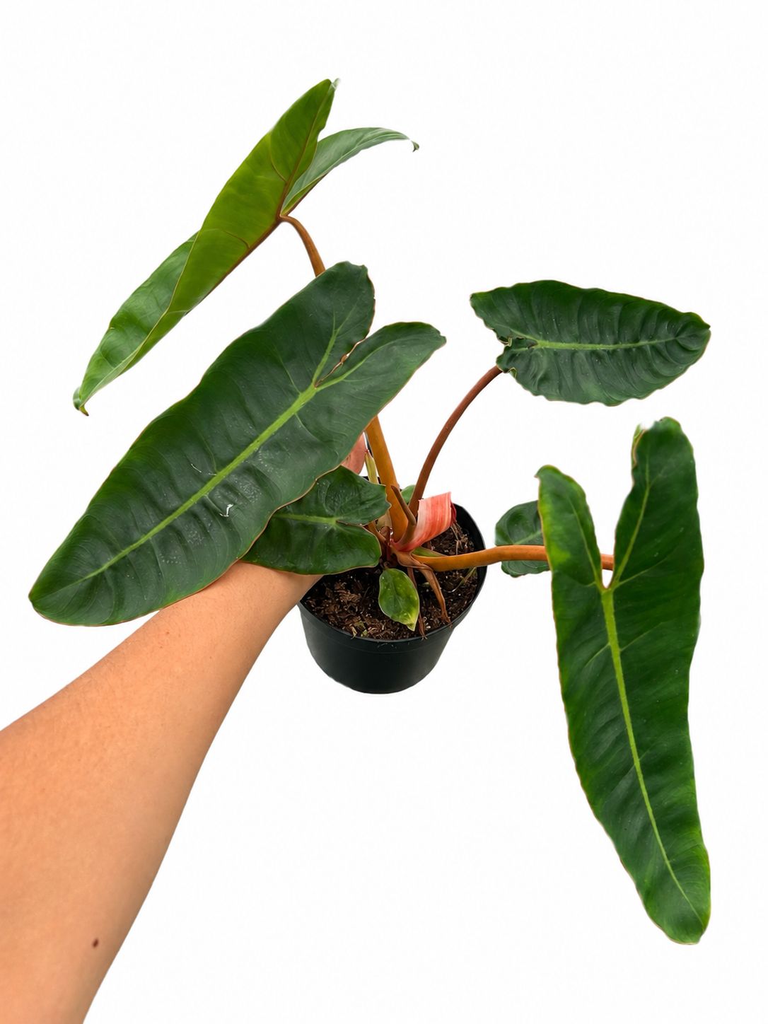 Philodendron billitae 4”