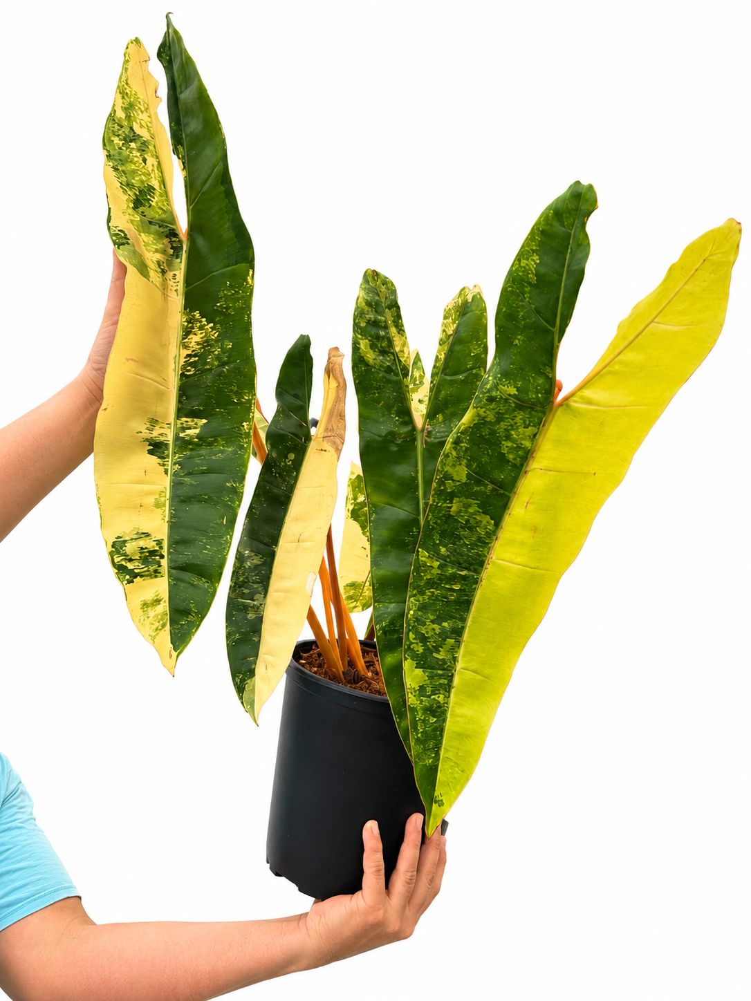 Philodendron billitae variegated 10 leaves 1GL exactly one