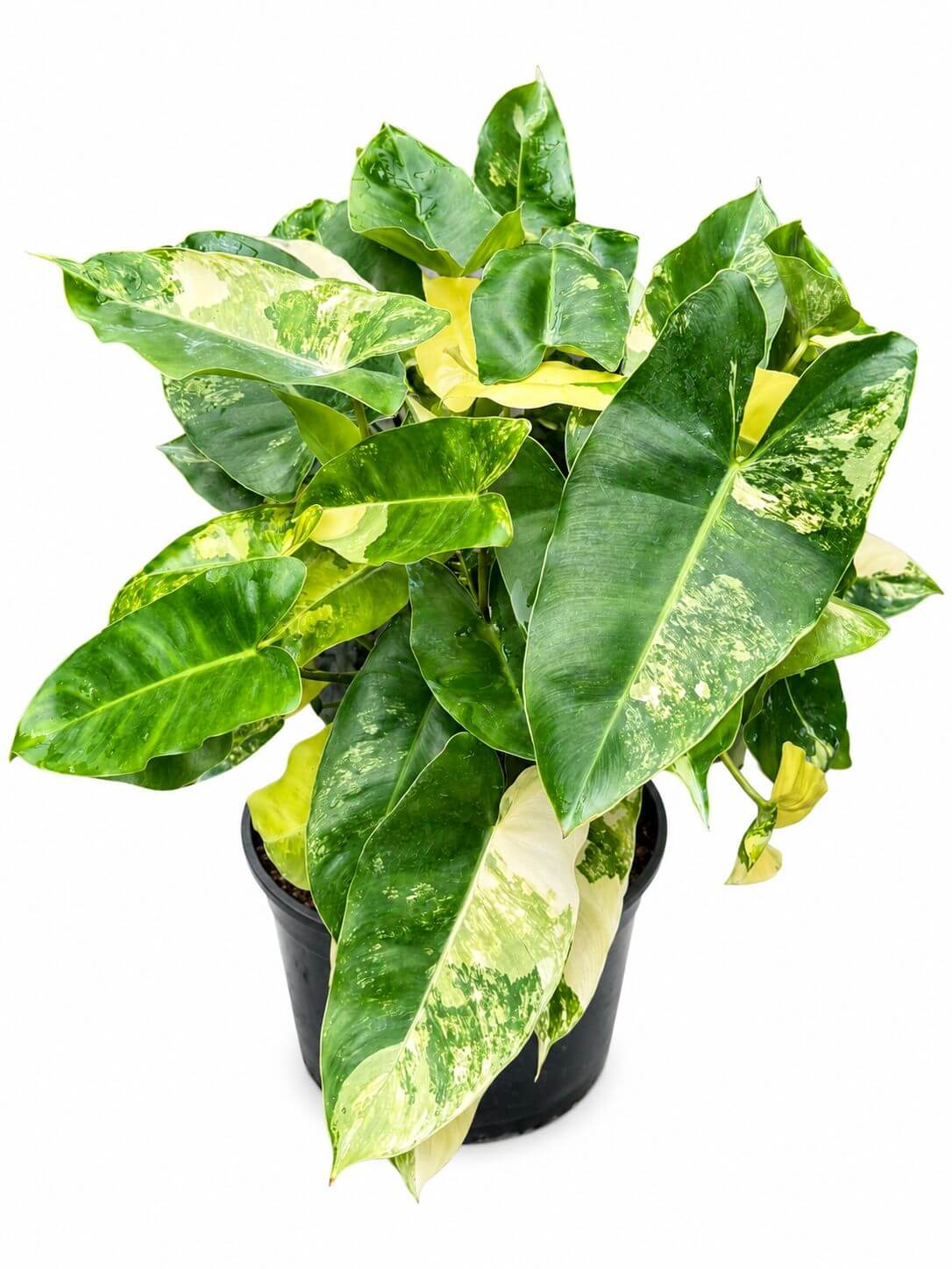 Philodendron burlemax variegated 6”