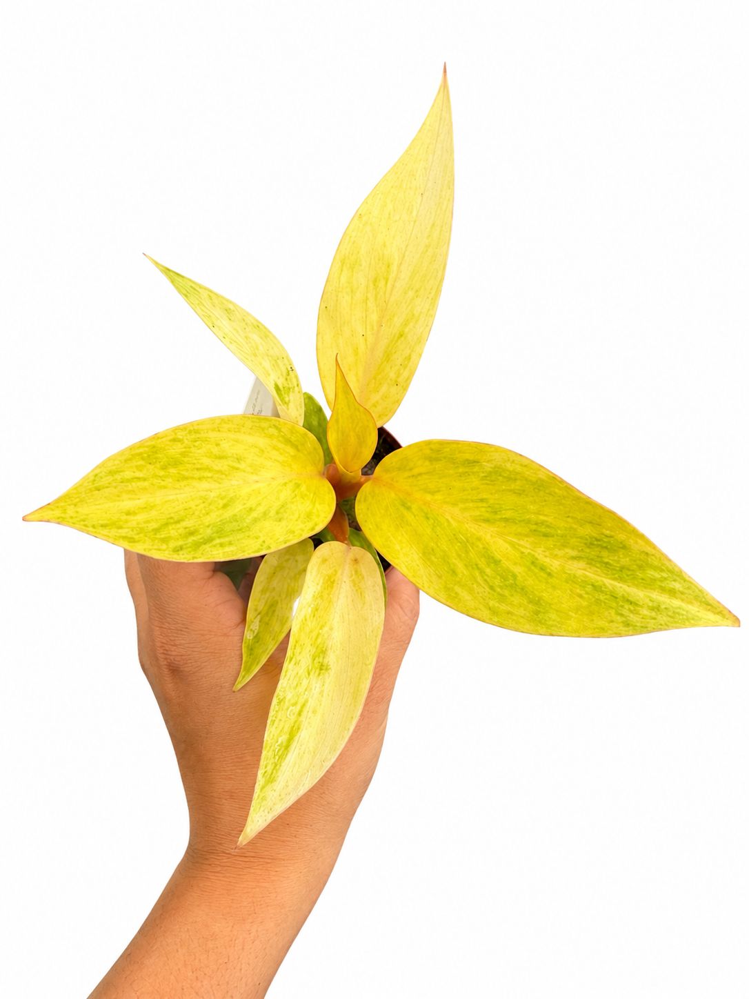 Philodendron calkings gold 3”