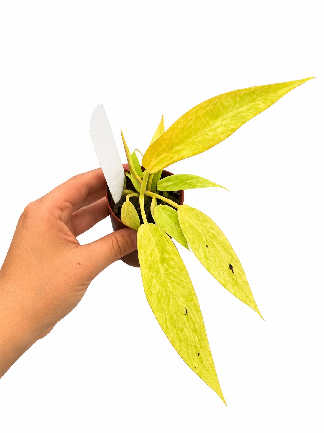 Philodendron calkings gold 3”