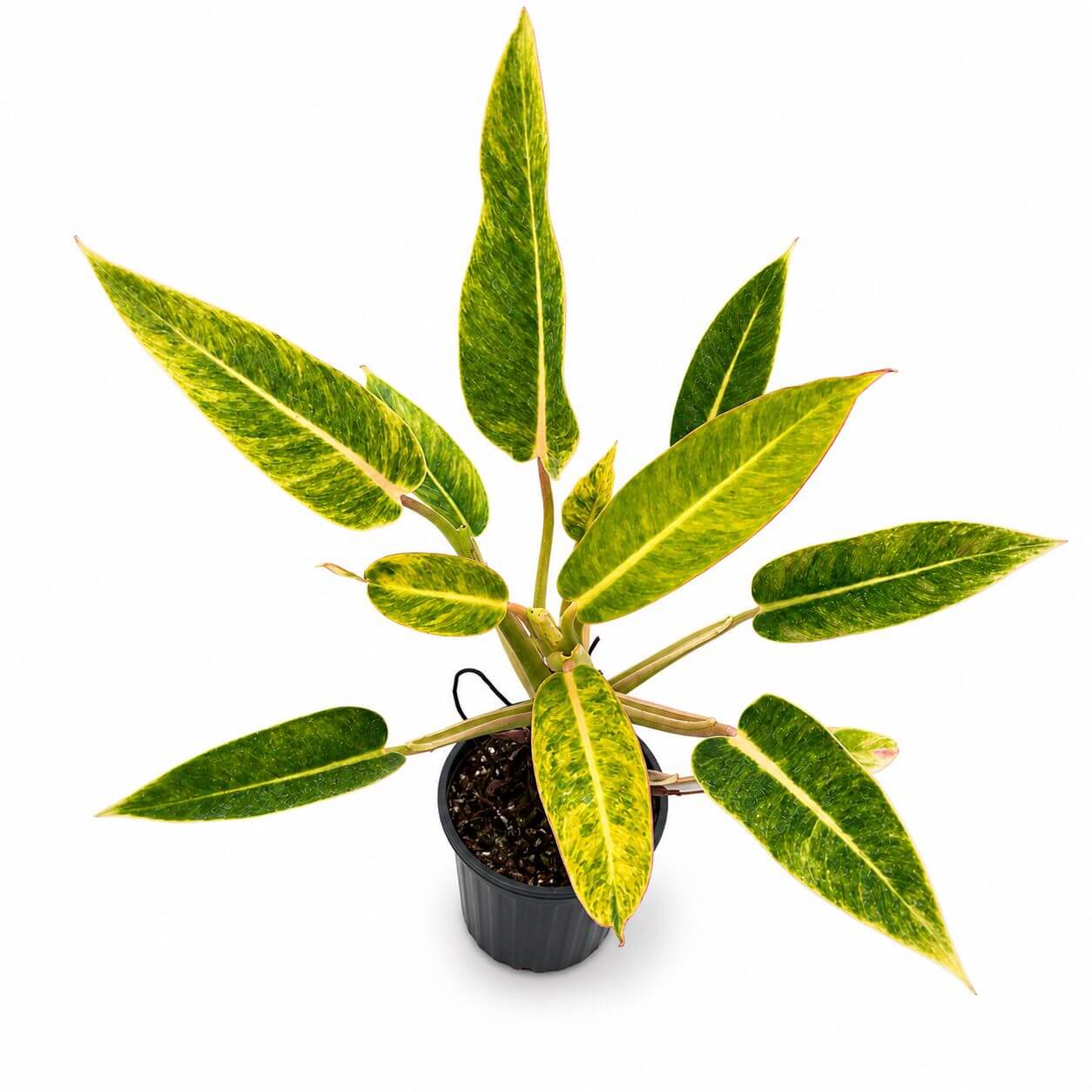 Philodendron calkings gold 4”