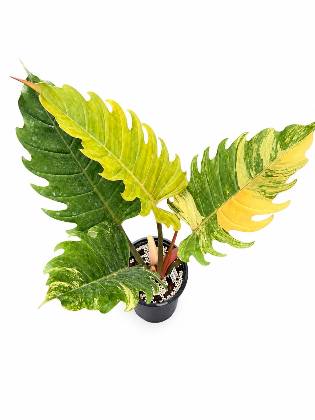 Philodendron caramel marble 8”