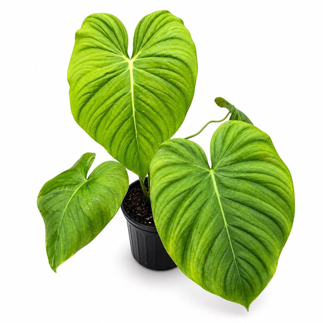 Philodendron celebration 1GL