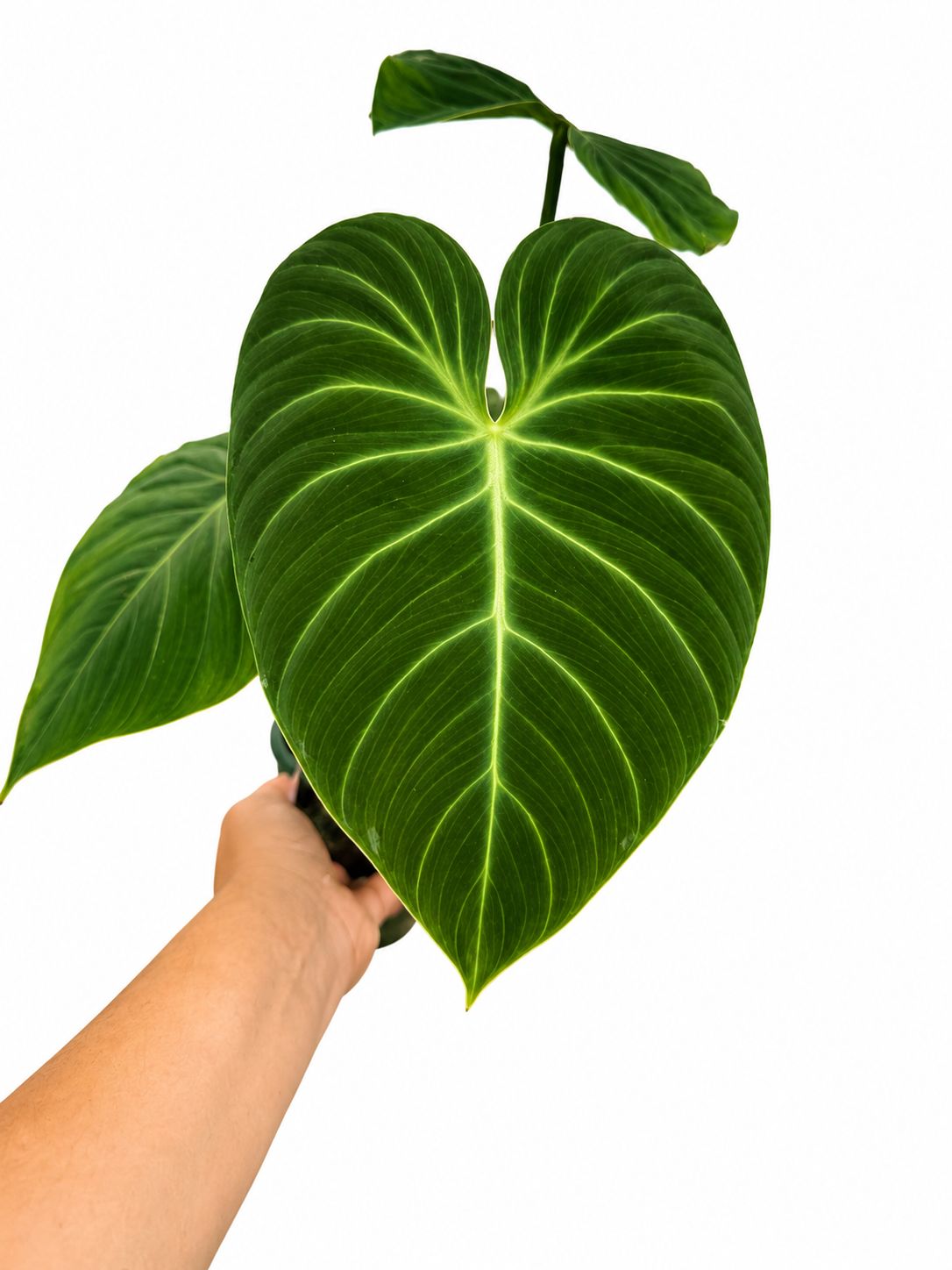 Philodendron choco red 4”