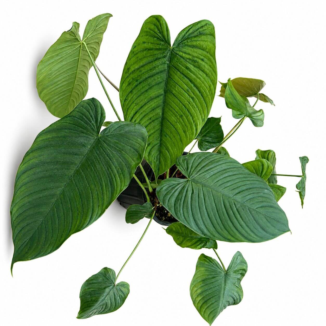 Philodendron colon 1GL
