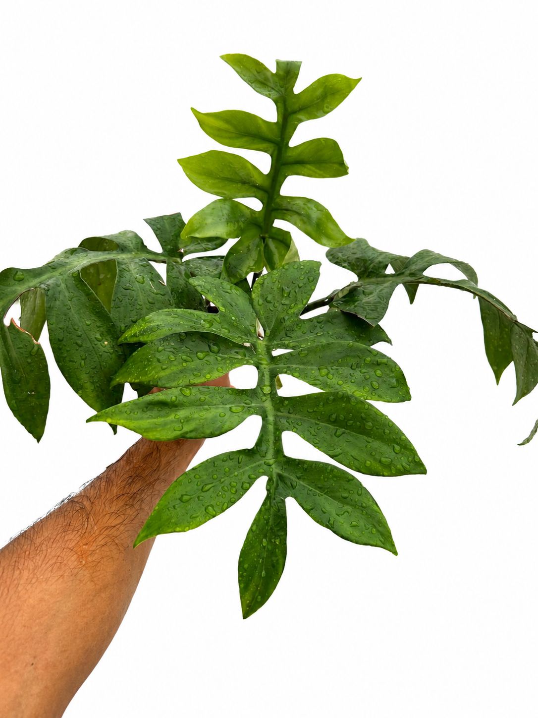 Philodendron distilobium 5”