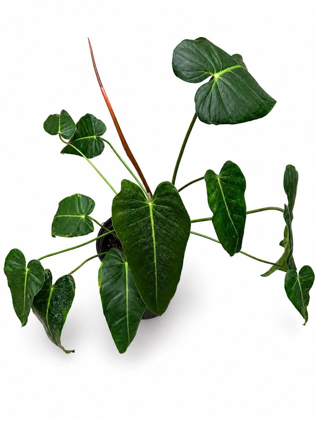 Philodendron esmaralsense 1GL