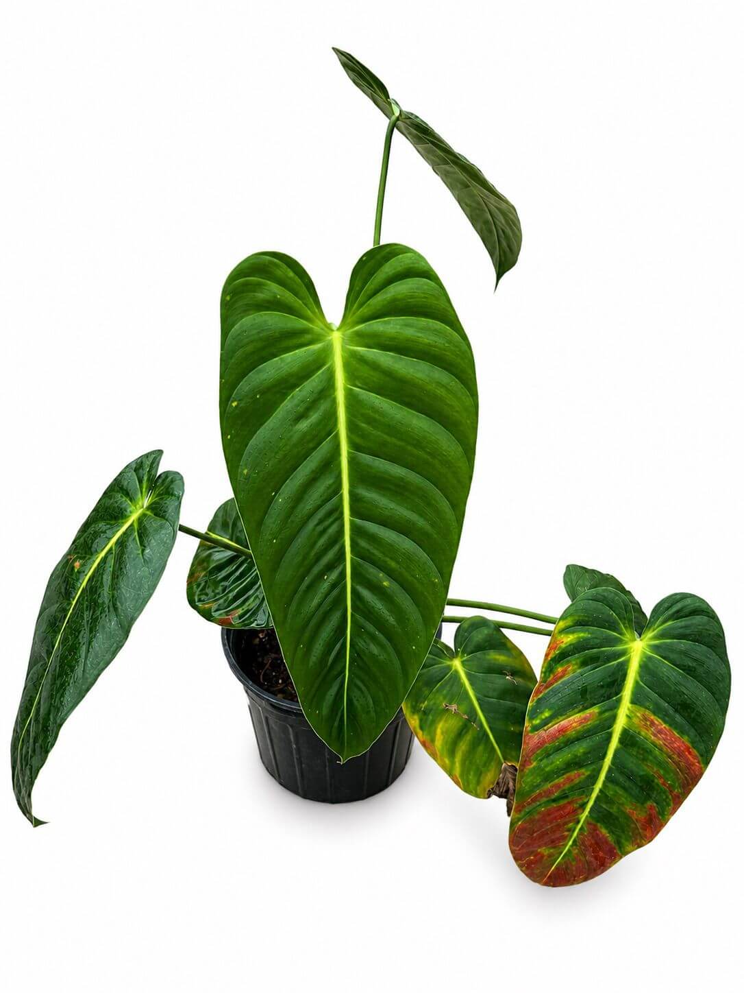 Philodendron esmaralsense narrow 1GL