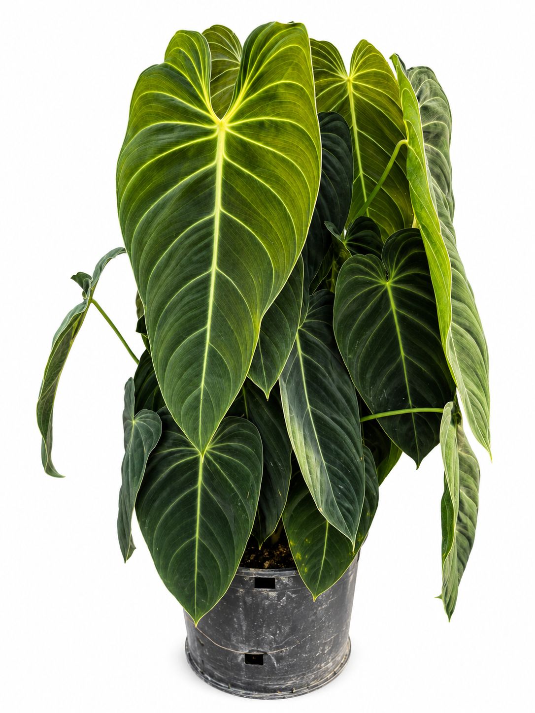Philodendron gigas 1GL