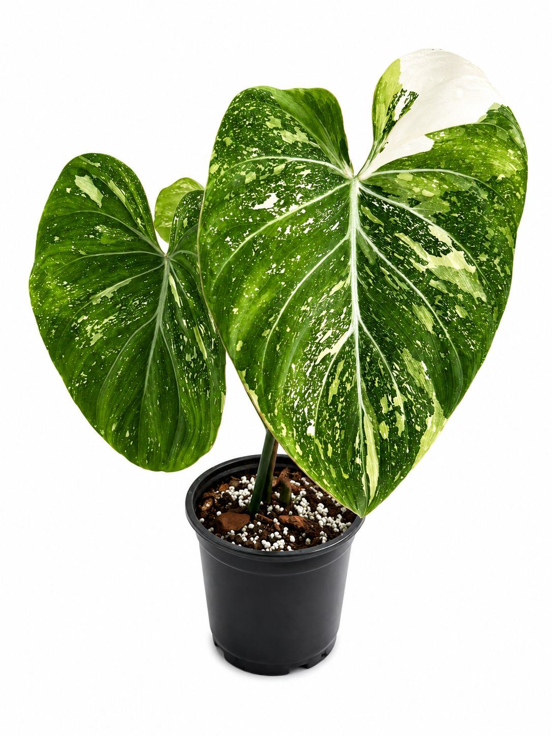 Philodendron gloriosum variegated 5”