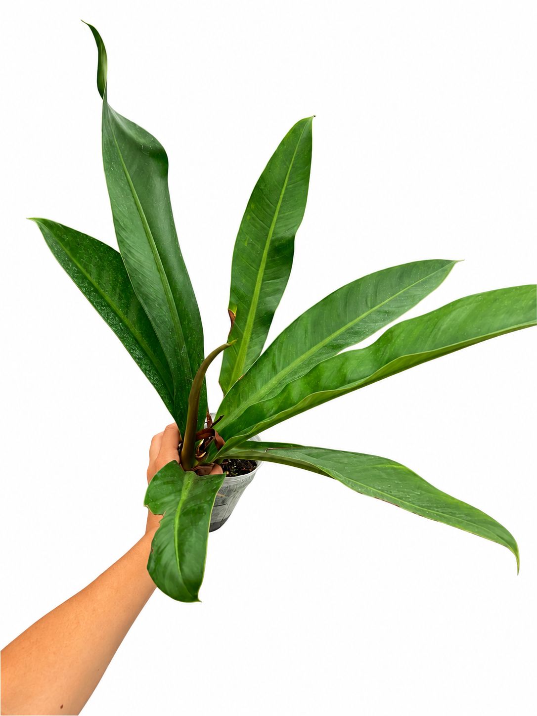 Philodendron insigne 3”