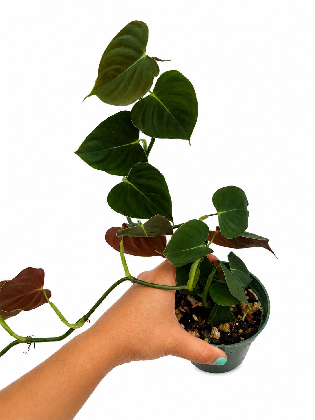 Philodendron lupinum 4”