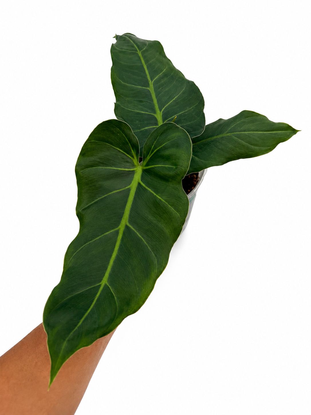 Philodendron maximum 4”