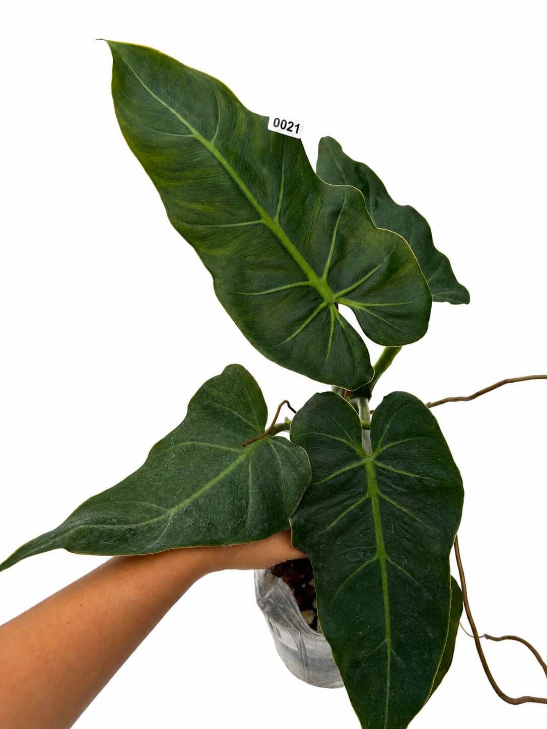 Philodendron maximum 4”