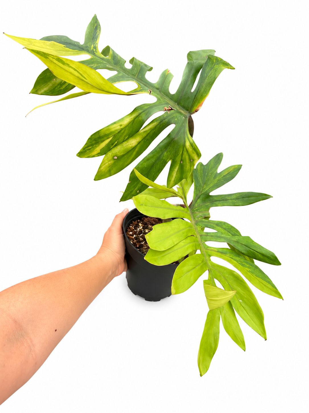 Philodendron mayoi variegated 5”